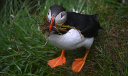 Borgarfjörður eystri