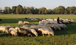Sheep grazing, Błonia, Kraków