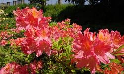 Botanic Garden, Kraków
