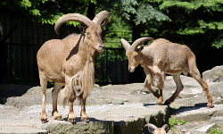 Kraków: Zoo i Las Wolski
