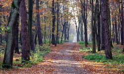 Puszcza Niepołomicka i Niepołomice