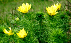 Ponidzie in a spring