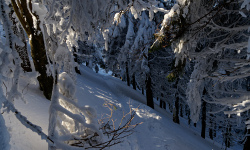 Barania Góra - Magurka Radziechowska