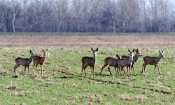 Dołęga - Powiśle Dąbrowskie