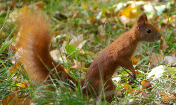 Squirrels of Bednarski Park, Kraków