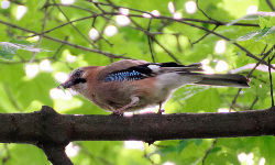 Wolski Forest, Kraków