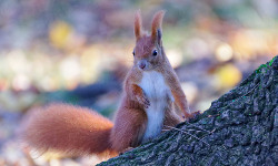 Squirrels of Bednarski Park, Kraków