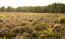 Diabelskie Pustacie Nature Reserve