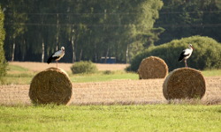 Birds in Krajna region