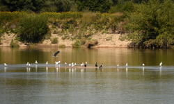 Vistula Cycling Route: Ujście Jezuickie - Nowy Korczyn - Szczucin