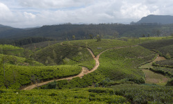 Nuwara Eliya